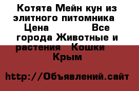 Котята Мейн-кун из элитного питомника › Цена ­ 20 000 - Все города Животные и растения » Кошки   . Крым